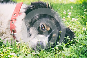 White-black Carpathian Shepherd Dog relaxing and sprawling on the grass