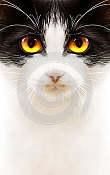 White black cat