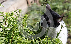 White black cat eating grass in the garden. The cat is eating grass to help digestion