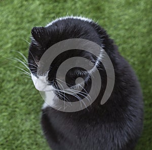 A white and black cat in a garden, London.