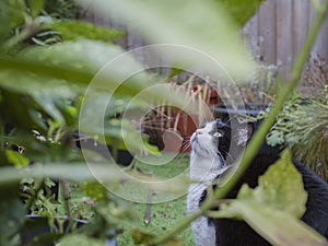 Bílý černý kočka v zahrada londýn anglicko přes někteří větvičky 