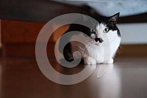 White black cat hiding under the bed