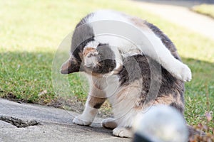 White and black cat is licking their hai