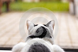 White black Cat looking out the window, Rear view, Autumn day