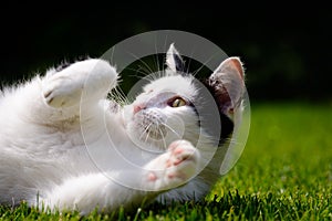 White And Black Cat Playing On Lawn