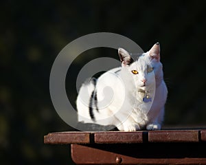 White And Black Cat On Pub Table