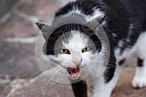 White and black cat ready to attack