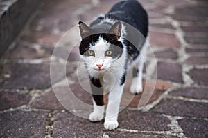 White and black cat ready to attack