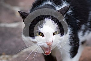 White and black cat ready to attack
