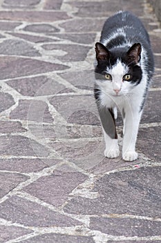 White and black cat ready to attack