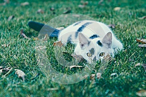 White-black cat. Riconar, 55mm, f2,2 Old Lens