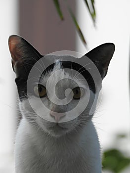 White and black cat on the roof