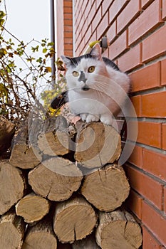 White black cat sitting on logs