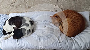 White black cat sleeps on a blanket, pets, pet animal