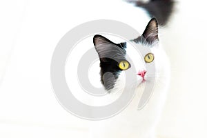 White and black cat with yellow eyes