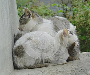 White,black cats sleep isolated on blurred background