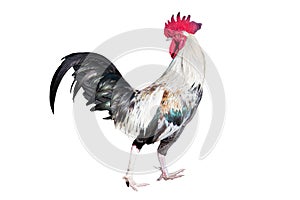 White and black chicken bantam ,Rooster look back isolated on white (Die cutting)