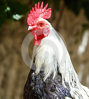 White and black chicken with a red beak