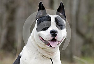White and black chunky Bulldog Dog with panting tongue, Georgia