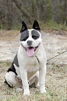 White and black chunky Bulldog Dog with panting tongue, Georgia
