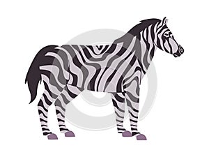 white and black color striped zebra nature animal herbivore mammal creature fauna wildlife