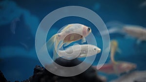 White and black colored Shark Selachimorpha fish in an aquarium.