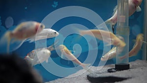 White and black colored Shark Selachimorpha fish in an aquarium.