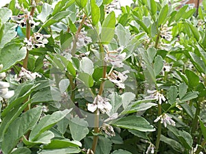 White and black coloured broad bean flowers at a broad bean.