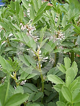 White and black coloured broad bean flowers at a broad bean.