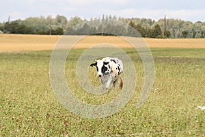 White and black cow walking towards camera in field.