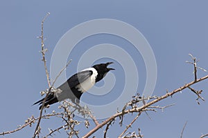 A white and black crow