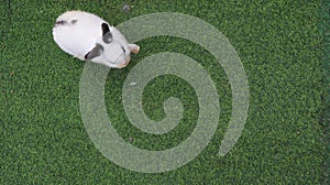 White and black cute bunny rabbit on dry green grass floor