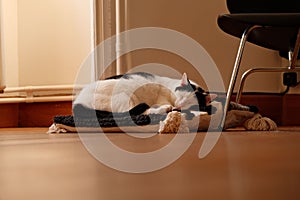 White and black cute cat sleeping on the pillow