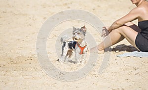 A white and black cute cheerful doggie with a nose stained in sand. Leisure on the beach