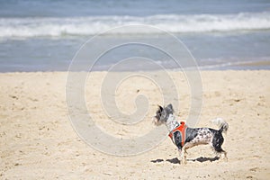 White and black cute doggie looks at the sea, standing on a sandy beach