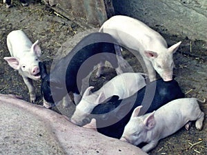 White And Black Cute Pigs