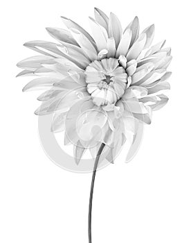 White-black dahlia. Flower on a white isolated background with clipping path. For design. Closeup.