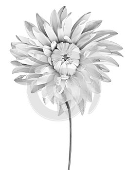 White-black dahlia. Flower on a white isolated background with clipping path. For design. Closeup.