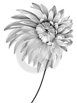 White-black dahlia. Flower on a white isolated background with clipping path. For design. Closeup.