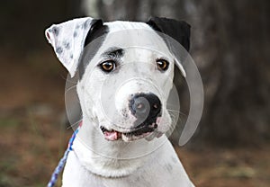 White and black Dalmatian Pitbull mix breed dog
