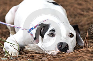 White and black Dalmatian Pitbull mix breed dog laying down