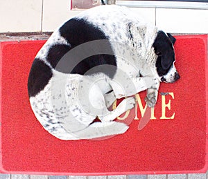 White and black dog with heart on the back sleeping on red carpet with word wellcome photo