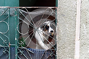 White and black dog looking at the street through an iron fence