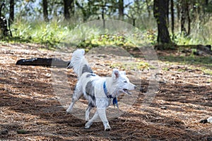 White and black dog running in the forest