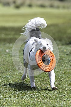 White and black dog running with toy and fluffy tail