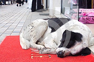 White and black dog sleeping on red carpet with word wellcome on the street in entrance of the shop photo