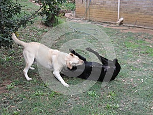 White and Black Dogs play fighting wrestling in the garden