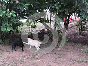 White and Black Dogs play fighting wrestling in the garden