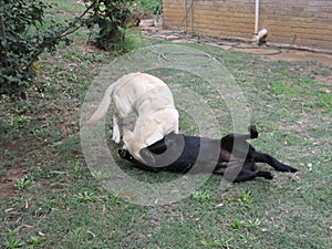 White and Black Dogs play fighting wrestling in the garden