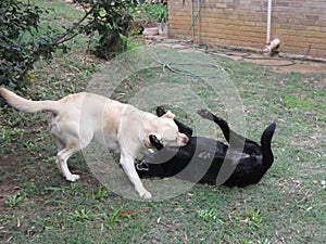 White and Black Dogs play fighting wrestling in the garden